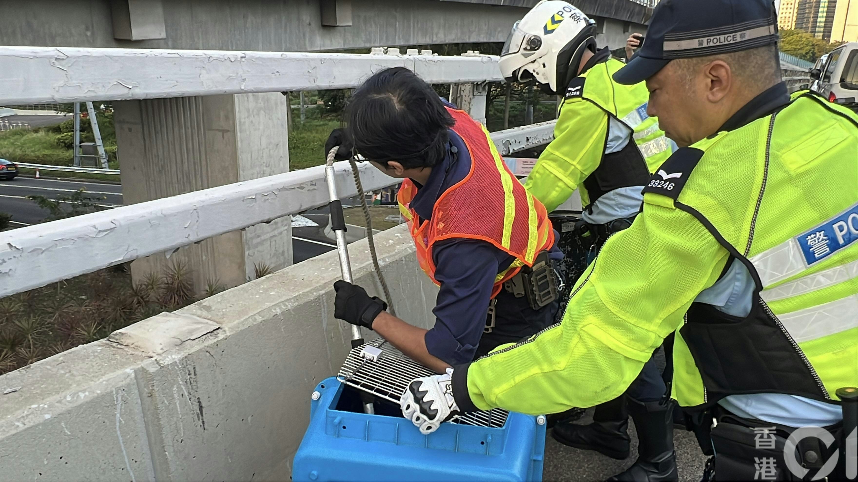 愛協督察到場將野豬帶走。（李家傑攝）