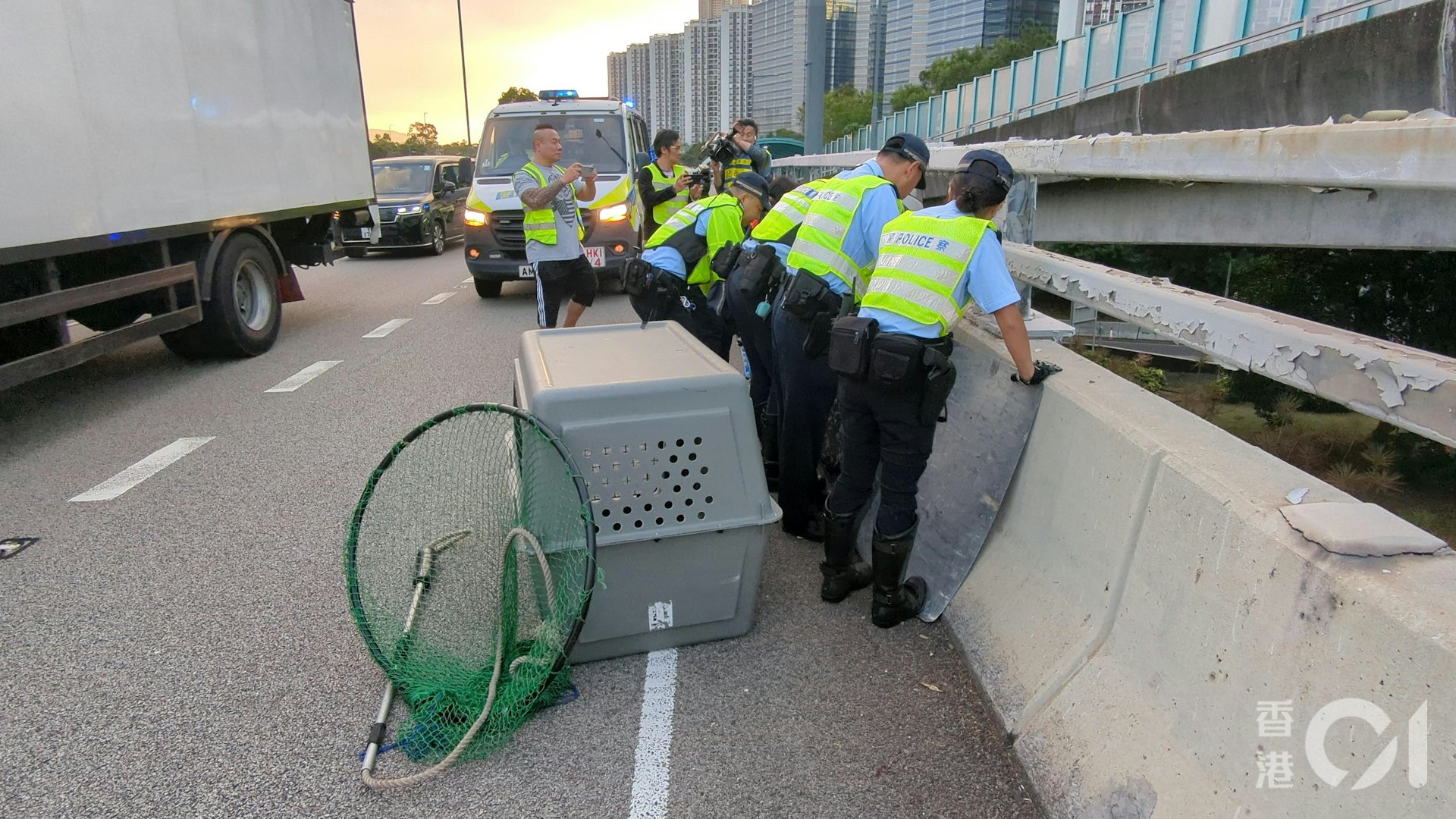愛協督察到場將野豬帶走。(黃偉民攝) 愛協督察到場將野豬帶走。(黃偉民攝)