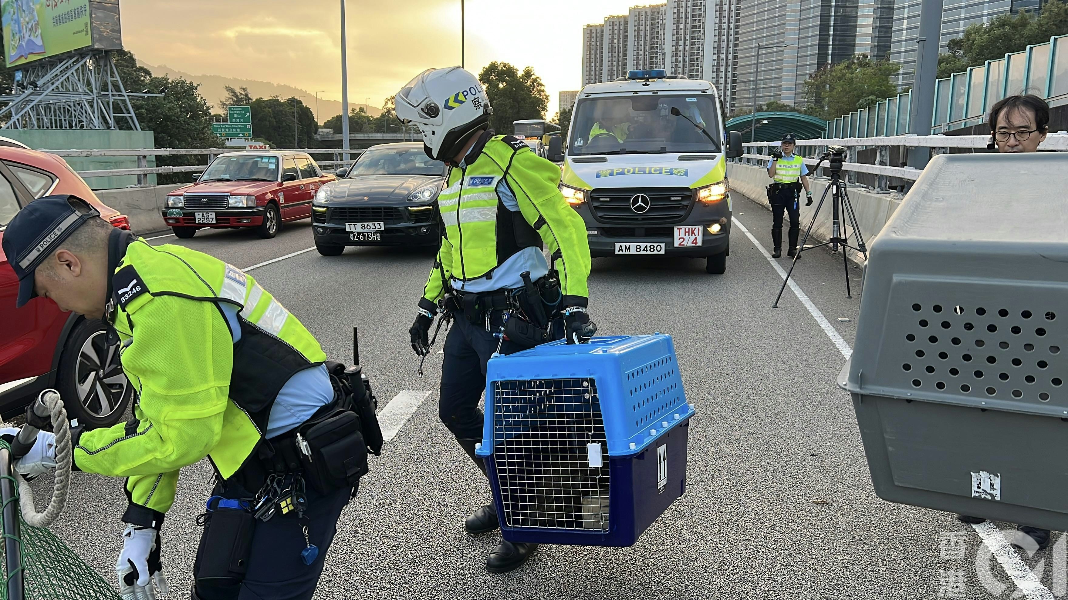 東區走廊野豬亂竄，交通警以路牌將牠們制服帶走。（李家傑攝）