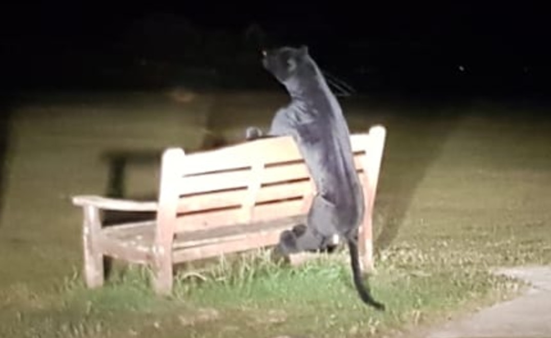 Ӣ񱊈f@Lһb󵽲؈ǺڱsFŰlFǾһbMıޣ̓@һX@Horsham_police