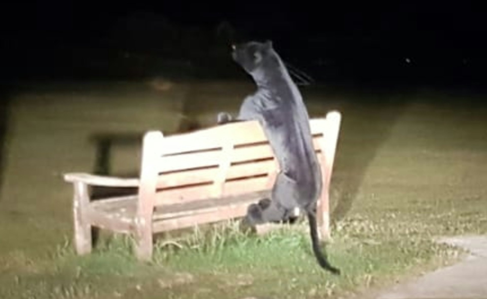 有英國民眾報案說看到公園長椅上有一隻大到不尋常的流浪貓,疑似是黑豹,警察趕往現場才發現那竟是一隻超擬真的豹娃娃,虛驚一場。(X@Horsham_police)