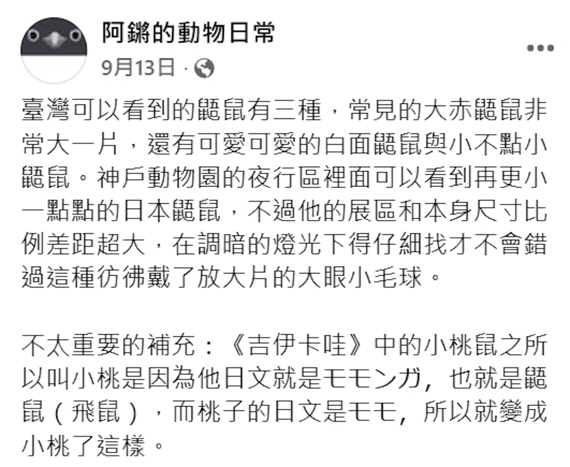 有內行網友指出《Chiikawa吉伊卡哇》中的「モモンガ」(小桃)其實就是鼯鼠(飛鼠)。(Facebook@阿鏘的動物日常) 有內行網友指出《Chiikawa吉伊卡哇》中的「モモンガ」(小桃)其實就是鼯鼠(飛鼠)。(Facebook@阿鏘的動物日常)