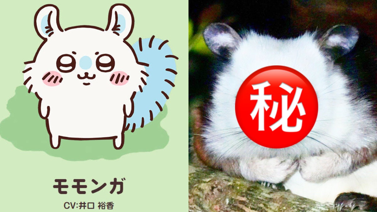 野生捕獲Chiikawa吉伊卡哇小桃?停樹枝望鏡頭賣萌「無辜樣」瘋傳 野生捕獲Chiikawa吉伊卡哇小桃?停樹枝望鏡頭賣萌「無辜樣」瘋傳