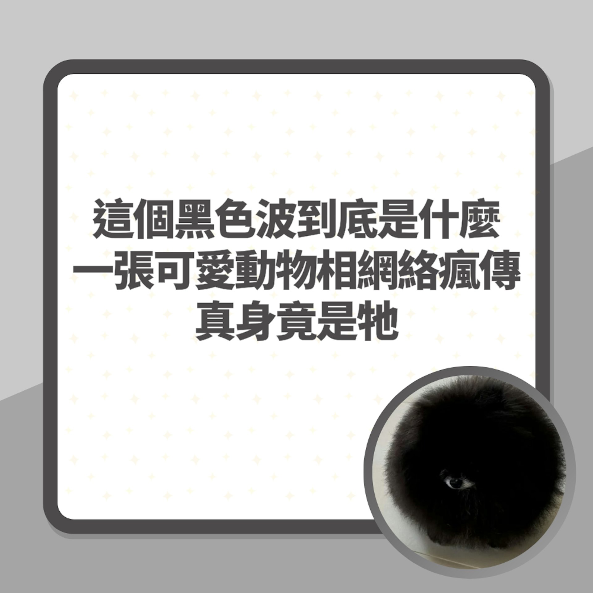 這個「黑色波」到底是什麼?一張可愛動物相網絡瘋傳 真身竟是牠(01製圖/threads@ohgoodjobanan) 這個「黑色波」到底是什麼?一張可愛動物相網絡瘋傳 真身竟是牠(01製圖/threads@ohgoodjobanan)