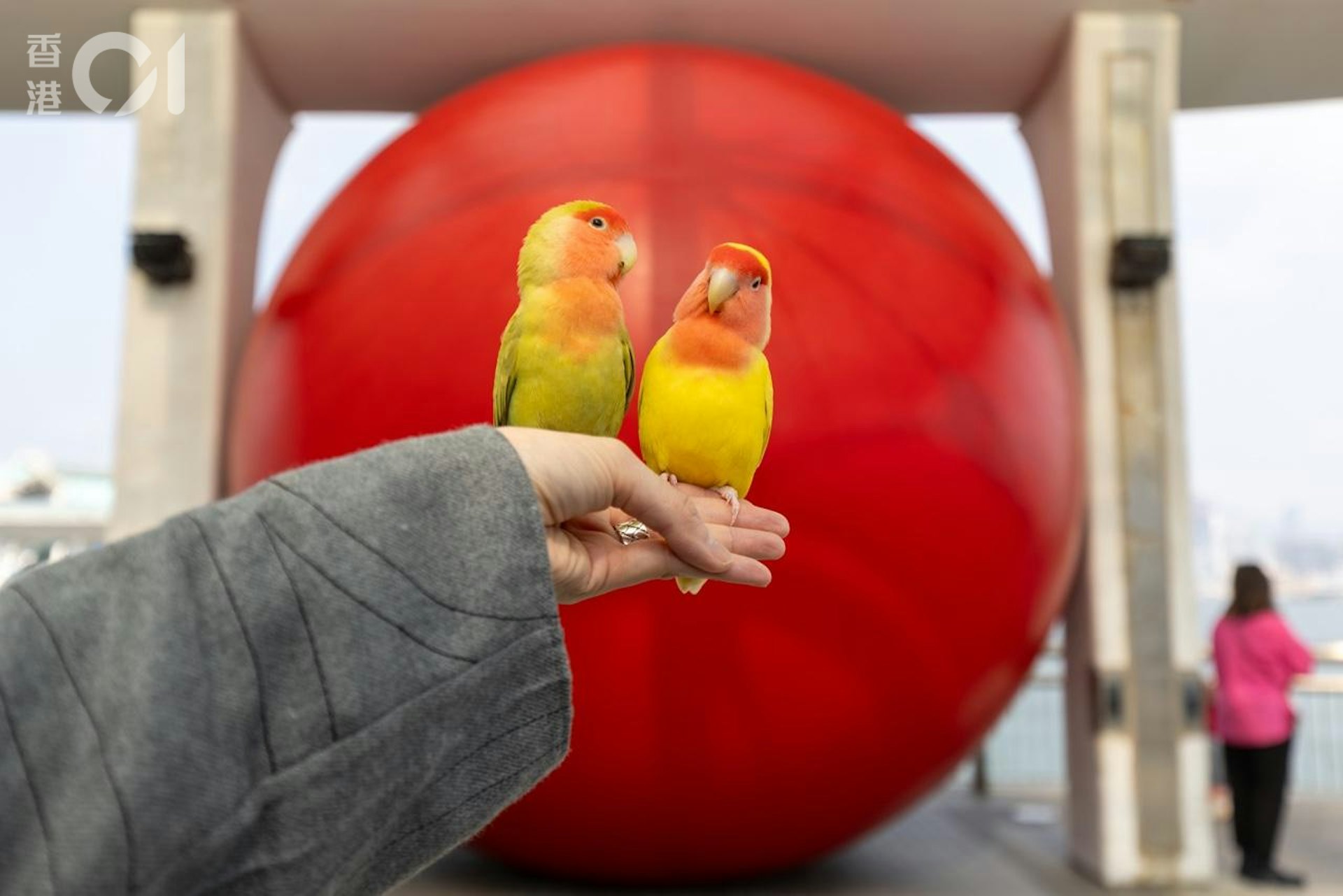 Nicole則𢹂帶一對愛雀到裝置前影相打卡,她認為在港設紅球裝置能為香港宣傳,提高旅遊地位。(梁鵬威攝) Nicole則𢹂帶一對愛雀到裝置前影相打卡,她認為在港設紅球裝置能為香港宣傳,提高旅遊地位。(梁鵬威攝)