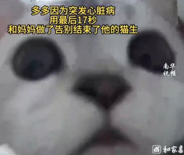 河南一頭貓咪多多因突發性心臟病猝逝，主人在監視器意外發現了牠的最後身影，就像用17秒跟主人好好道別一樣。（微博影片截圖）