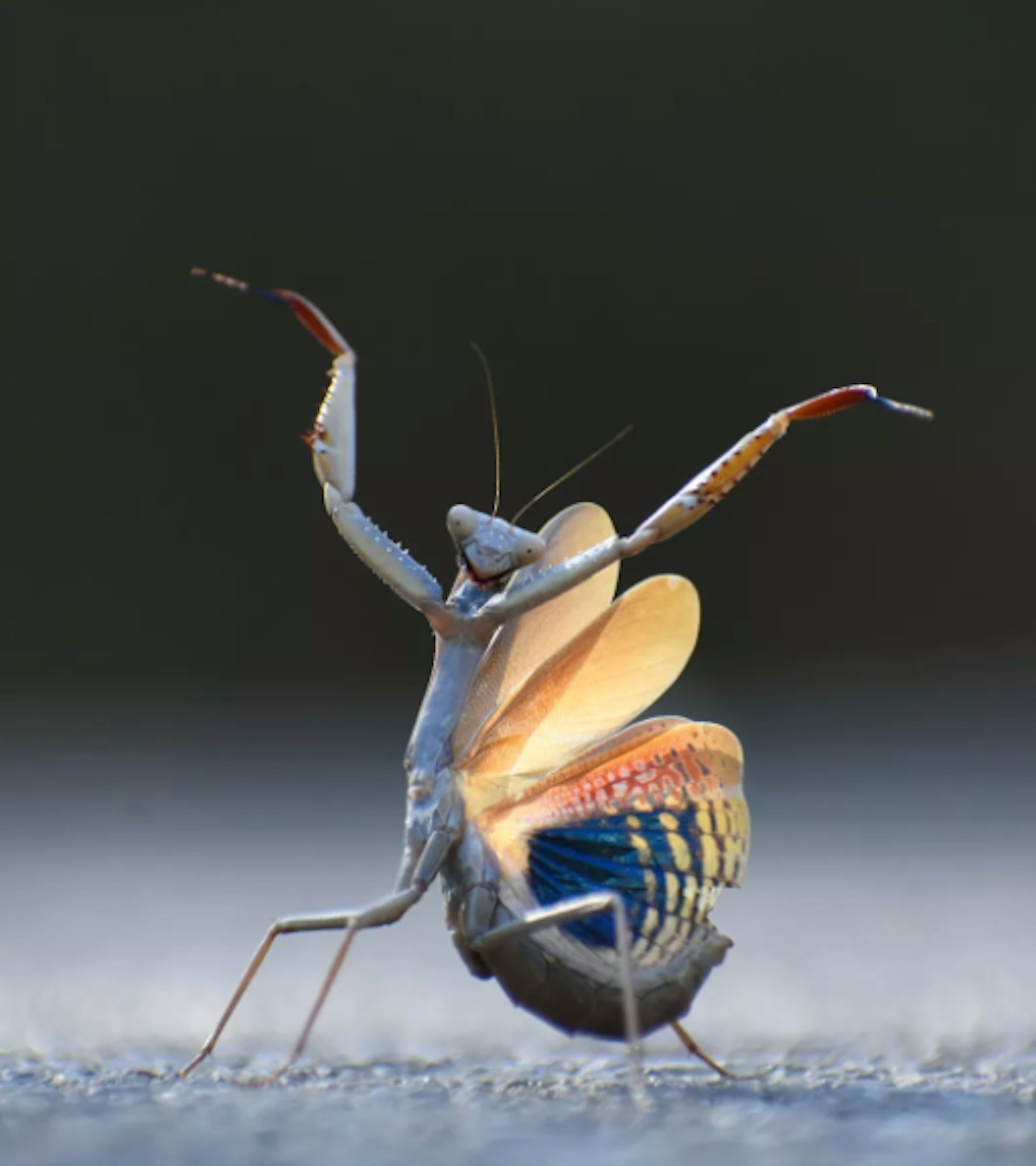 《螳螂Flamenca》(Comedy Wildlife Photography Awards) 《螳螂Flamenca》(Comedy Wildlife Photography Awards)