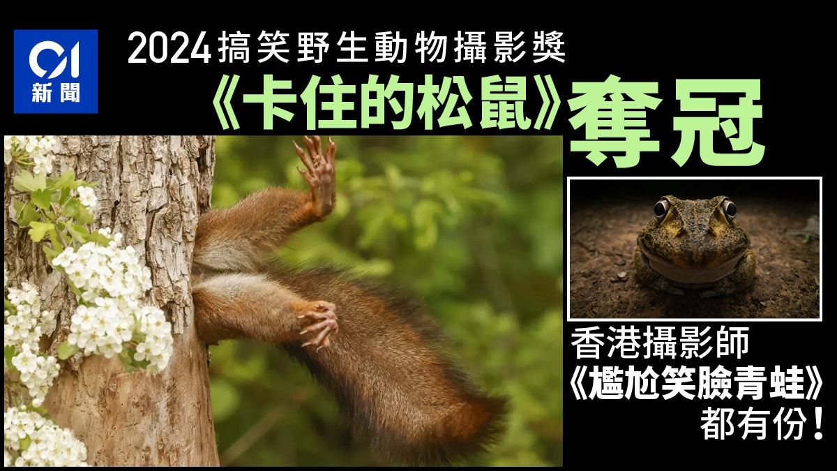 2024搞笑野生動物攝影獎名單出爐 《卡住的松鼠》獲第一 2024搞笑野生動物攝影獎名單出爐 《卡住的松鼠》獲第一
