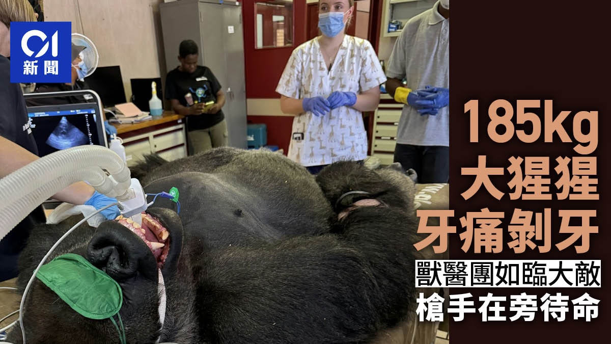 南非185公斤大猩猩牙痛 獸醫團拔牙如臨大敵 槍械小組隨時候命 南非185公斤大猩猩牙痛 獸醫團拔牙如臨大敵 槍械小組隨時候命
