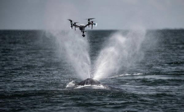 中國無人機禁令倘成真　美國科學家沮喪：阻礙鯨魚、森林研究