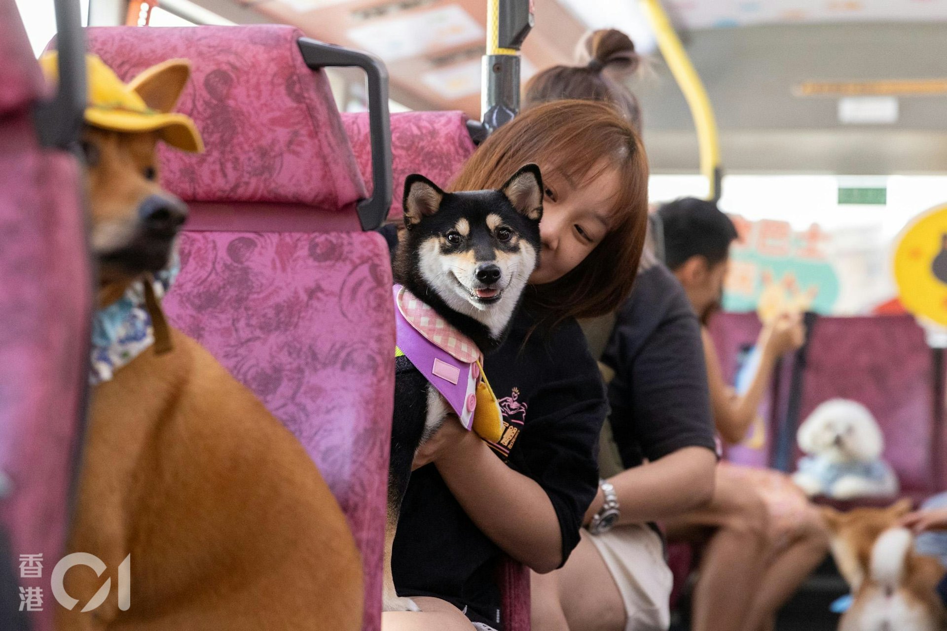 去年10月13日,九巴開設周末「寵物巴士遊」,主人帶同小狗一起遊車河。(周令知攝) 去年10月13日,九巴開設周末「寵物巴士遊」,主人帶同小狗一起遊車河。(周令知攝)