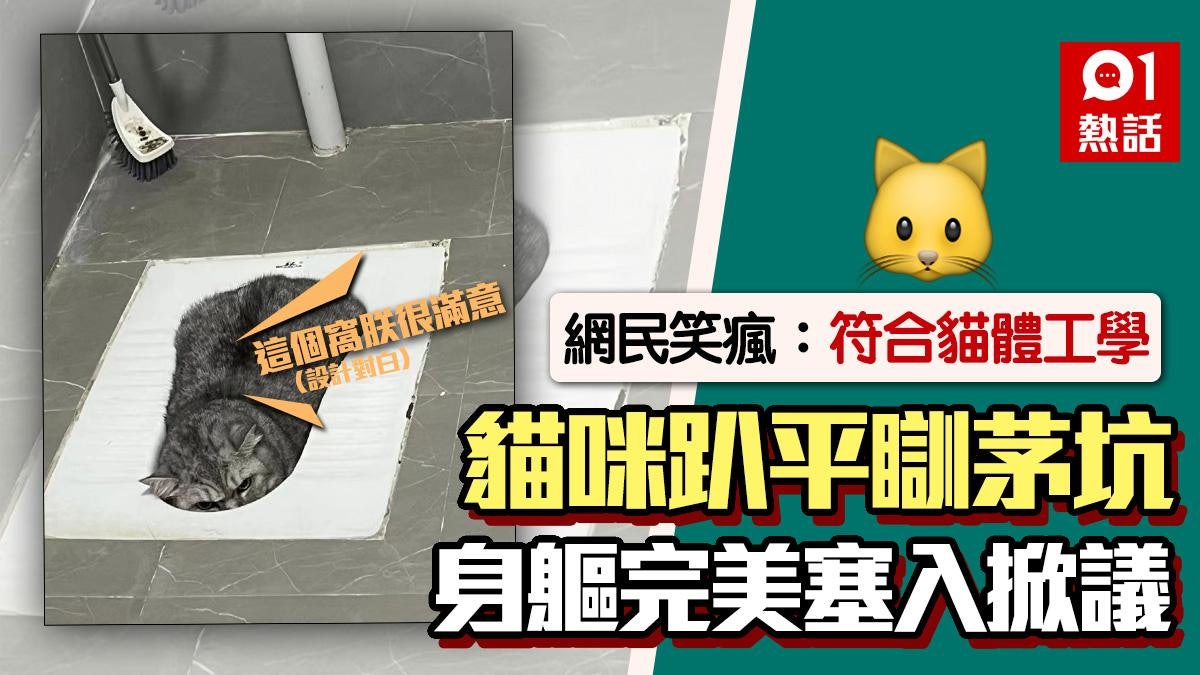 真‧污糟貓!短毛貓完美塞入蹲廁照瘋傳 網民笑:肯定是度身訂造 真‧污糟貓!短毛貓完美塞入蹲廁照瘋傳 網民笑:肯定是度身訂造