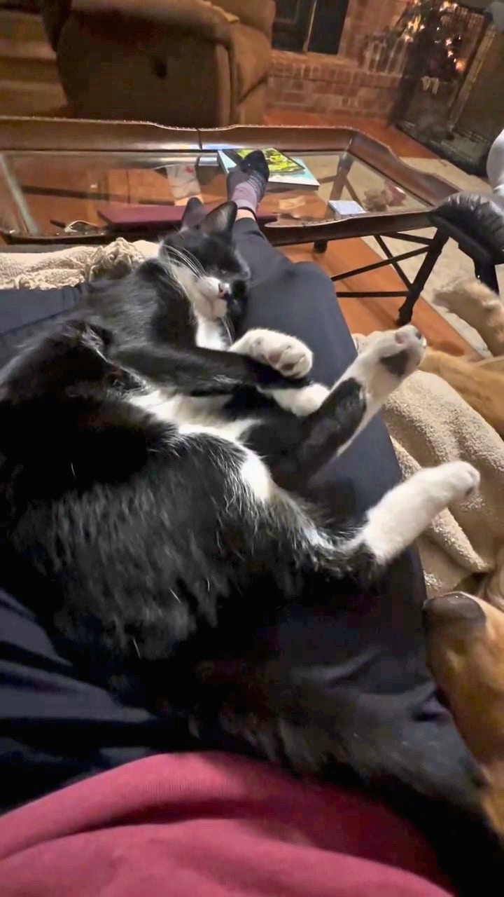 想知黑白貓睡覺時為何不斷在踢腿資深貓奴神回應：沒必要去探究