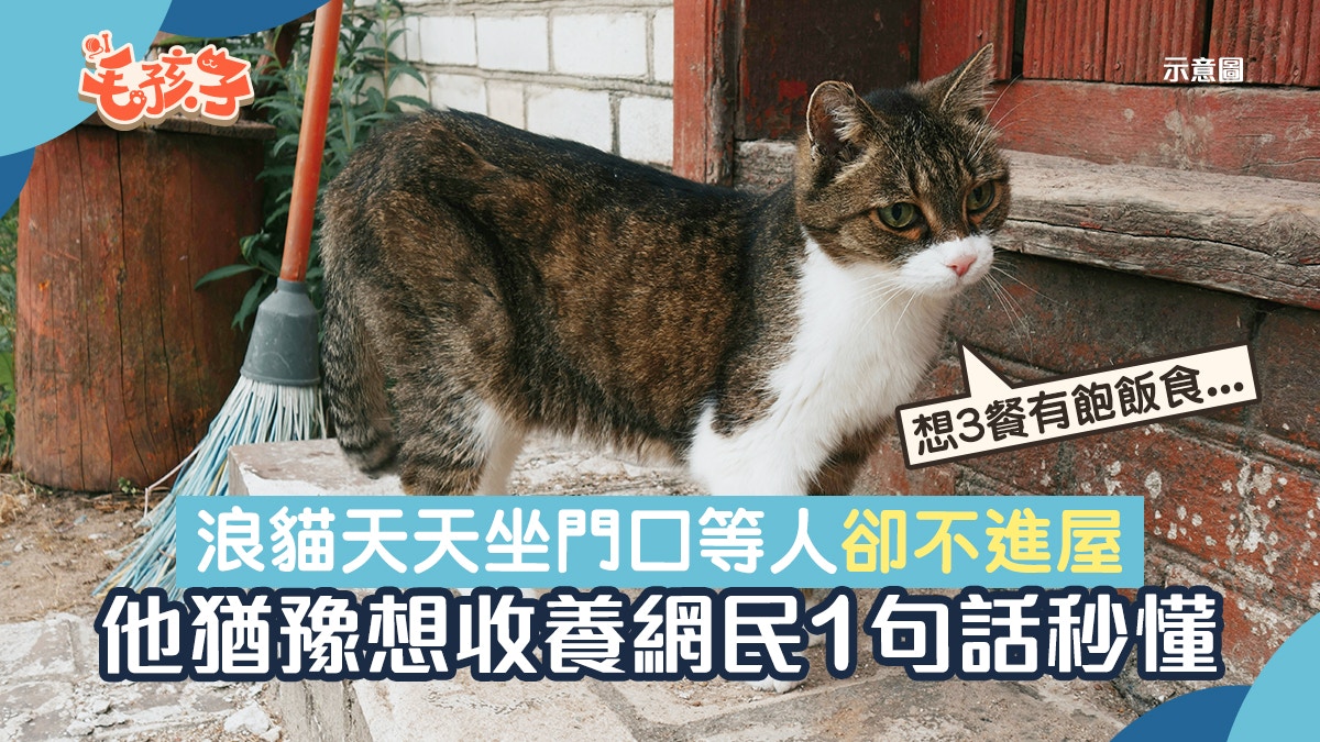 流浪貓每天坐家門外是否應收養？網民被1句話點化：牠怕被你討厭
