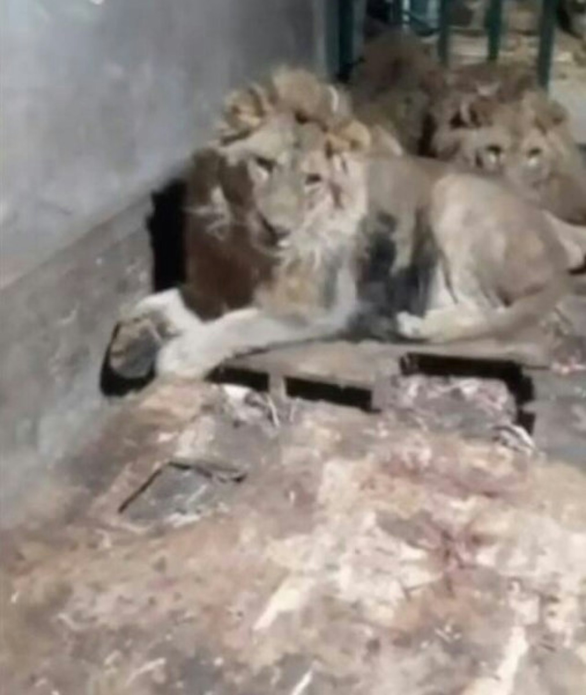 烏茲別克1名44歲動物園管理員為了令女友「留下深刻印象」,於是決定拍下自己走入獸籠與獅群相處的影片,最終遭籠內3隻獅子咬死。(X影片截圖) 烏茲別克1名44歲動物園管理員為了令女友「留下深刻印象」,於是決定拍下自己走入獸籠與獅群相處的影片,最終遭籠內3隻獅子咬死。(X影片截圖)