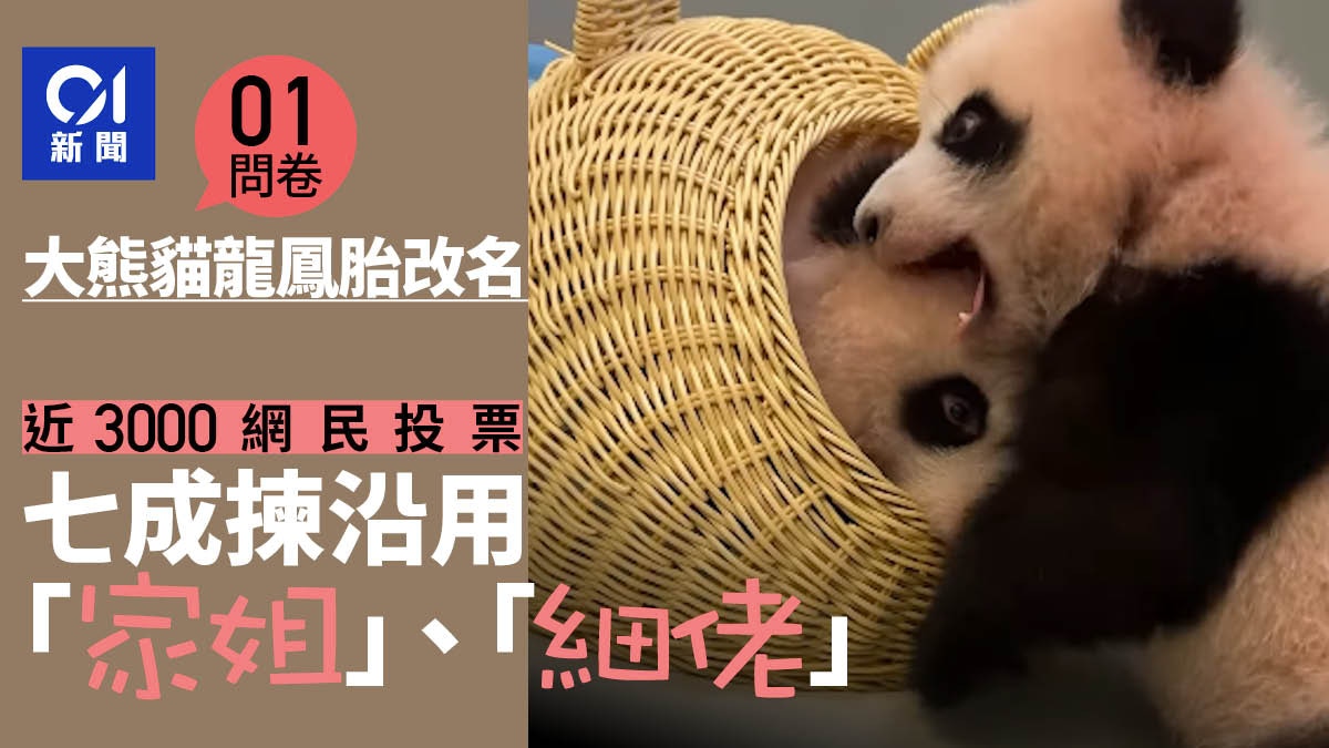 粟田尚子　祥瑞四君子大熊猫　盃 四川13隻新生大熊貓集體亮相迎國慶【多圖．短片】 (16:00