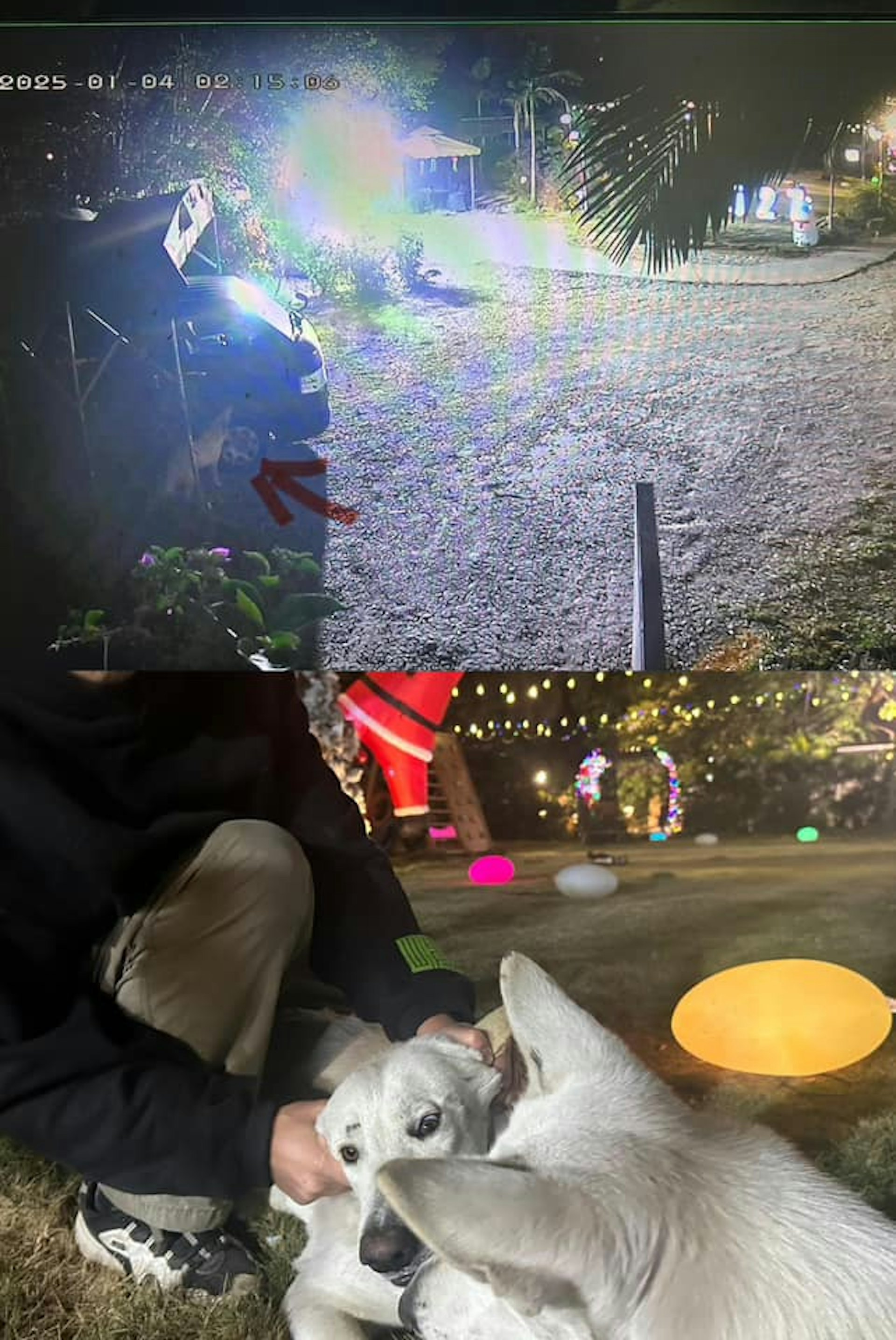 最終網民發現,「真兇」原來與愛車一樣,是心頭肉,是自己養的兩隻狗。(Kit Lam/車cam L)
