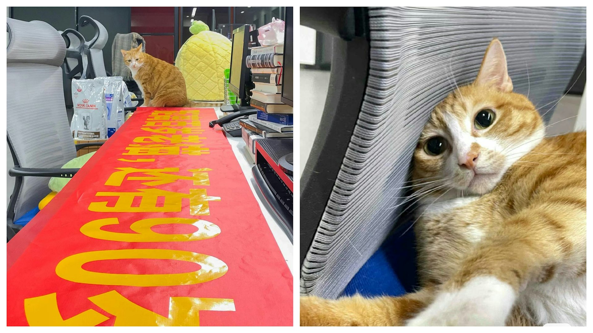 同事自製布條為資深貓員工慶生 網民激讚超溫馨:大家都好有愛 同事自製布條為資深貓員工慶生 網民激讚超溫馨:大家都好有愛