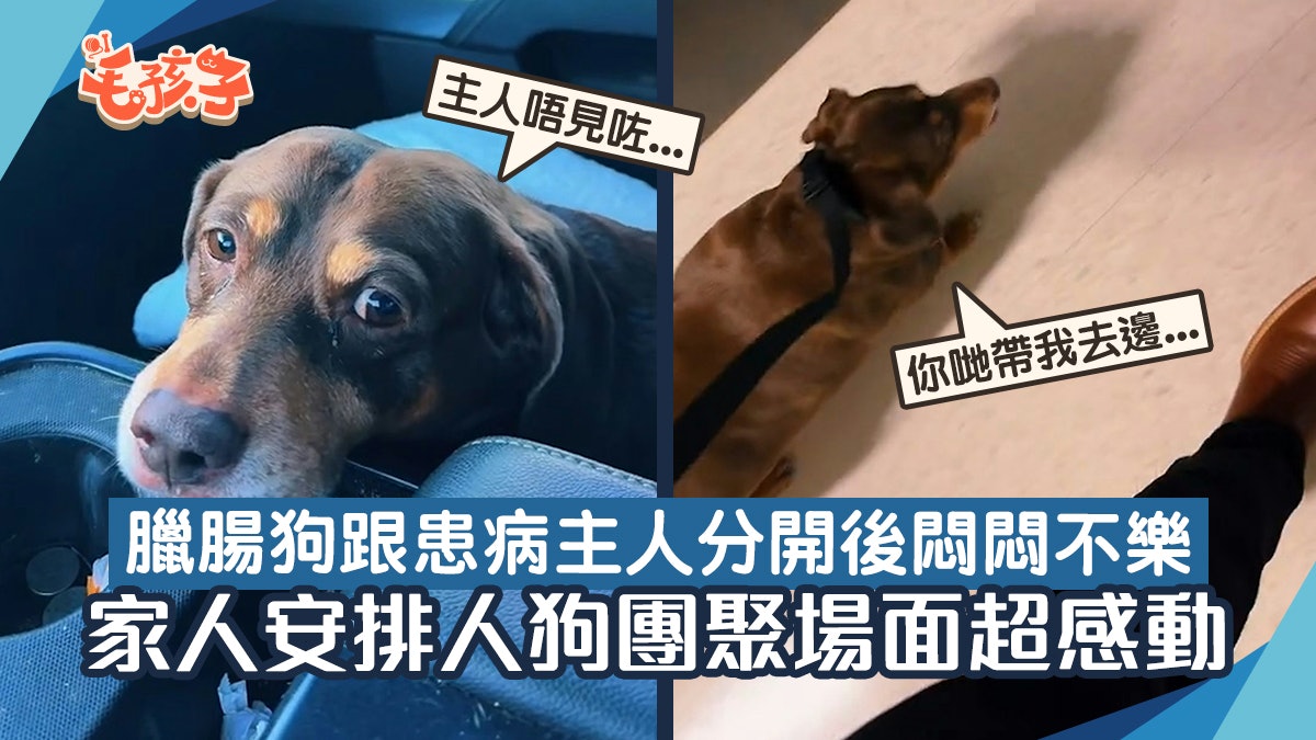 臘腸狗被充許到醫院探訪主人 小手緊扒床邊尾巴狂搖:真的好想你 臘腸狗被充許到醫院探訪主人 小手緊扒床邊尾巴狂搖:真的好想你
