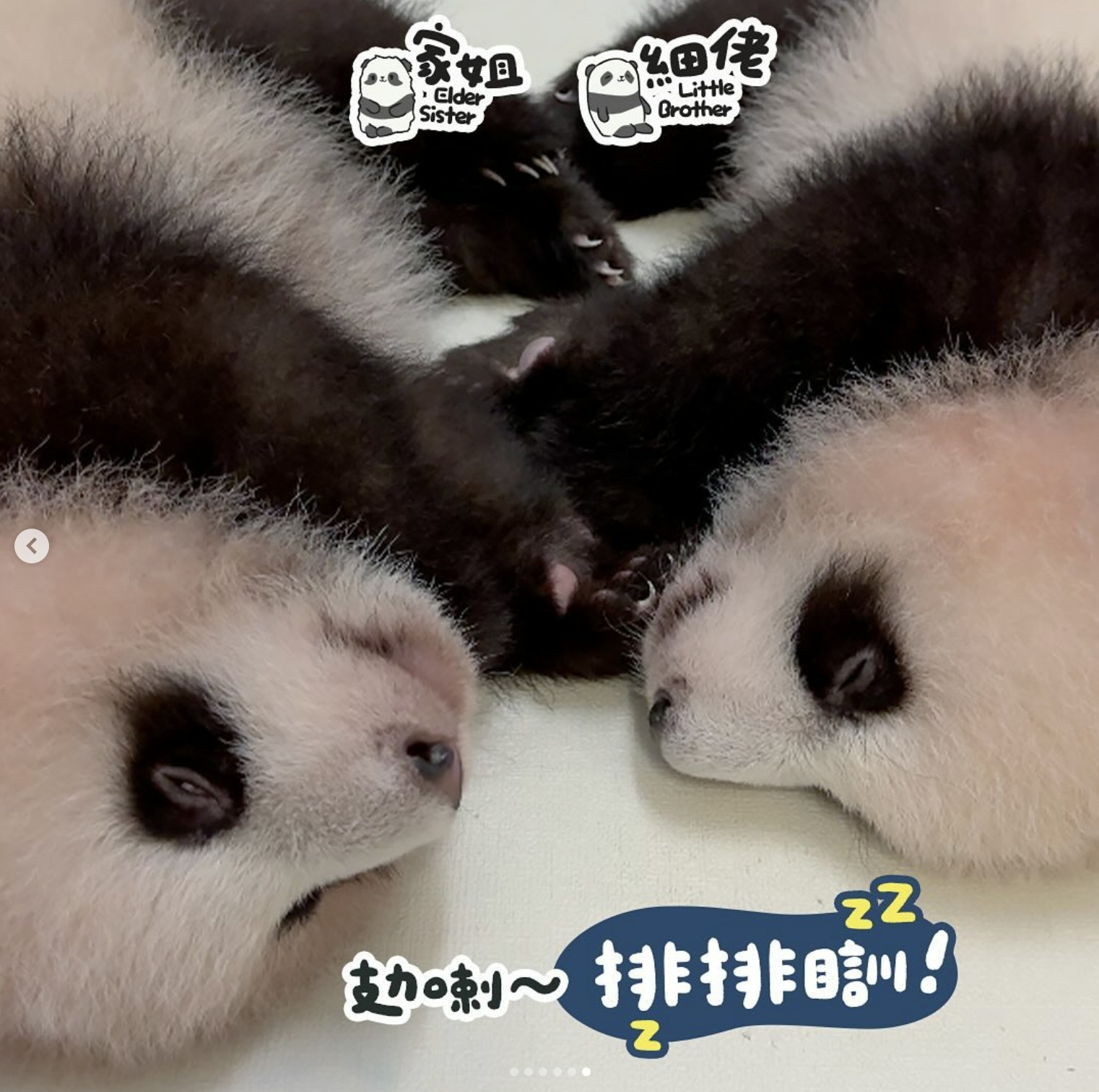 港產大熊貓命名｜優異獎建議名字：「香寶、港寶」「盈喜、盈悅」