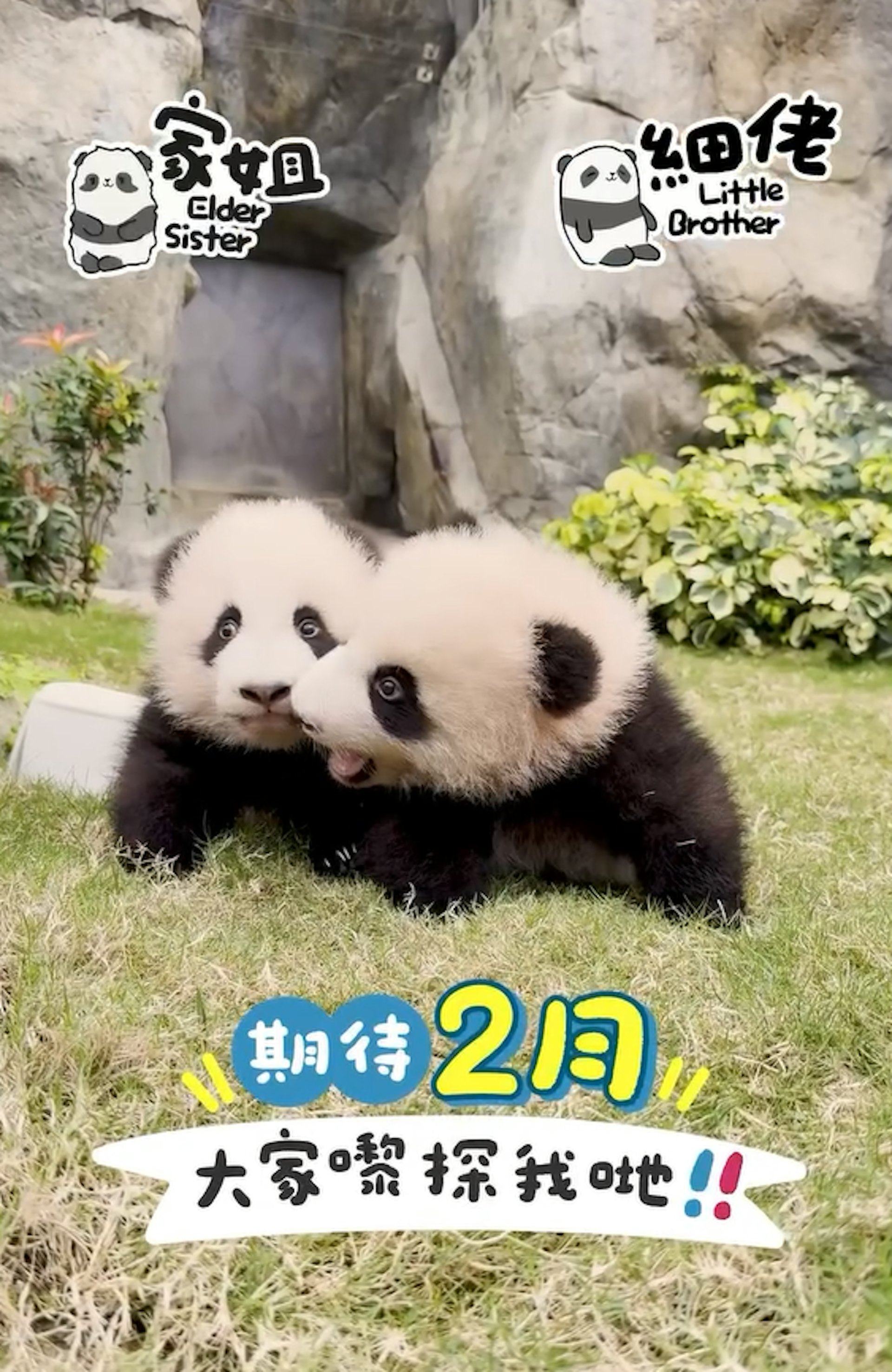 1月19日,海洋公園發布大熊貓最新片段。帖文寫有「期待2月大家嚟探我哋!」(香港大熊貓官方專頁IG影片截圖) 1月19日,海洋公園發布大熊貓最新片段。帖文寫有「期待2月大家嚟探我哋!」(香港大熊貓官方專頁IG影片截圖)
