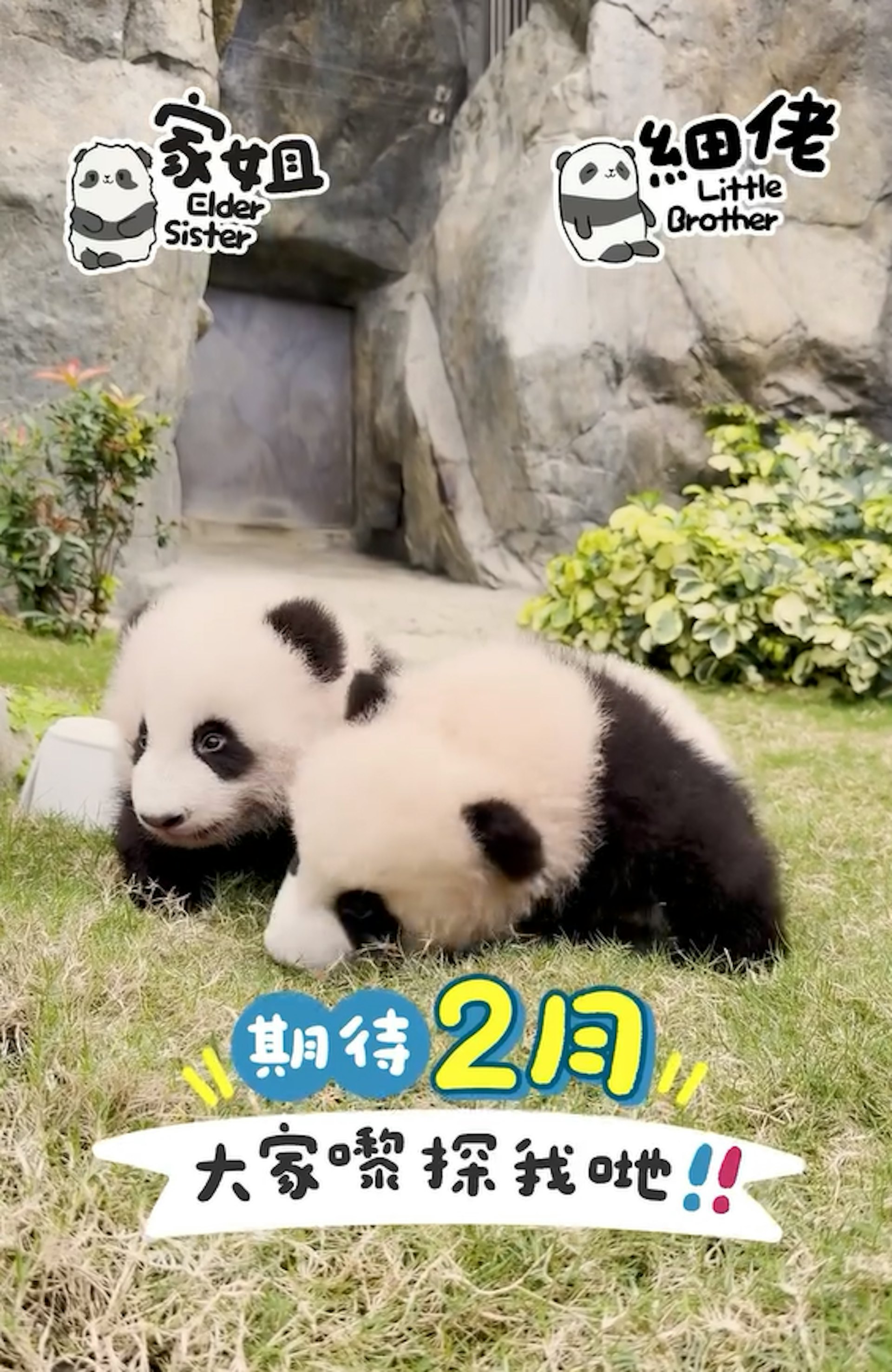 1月19日,海洋公園發布大熊貓最新片段。帖文寫有「期待2月大家嚟探我哋!」(香港大熊貓官方專頁IG影片截圖) 1月19日,海洋公園發布大熊貓最新片段。帖文寫有「期待2月大家嚟探我哋!」(香港大熊貓官方專頁IG影片截圖)