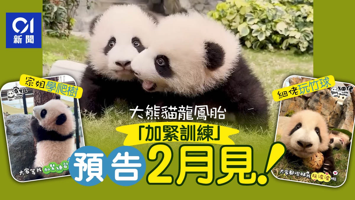 大熊貓BB|海洋公園預告2月見面 龍鳳胎「加緊訓練」趕亮相 大熊貓BB|海洋公園預告2月見面 龍鳳胎「加緊訓練」趕亮相
