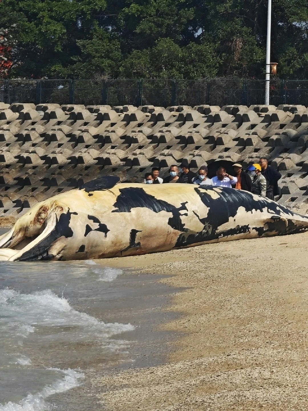 上海海南相繼發現鯨屍鯨魚已解剖或製成標本展出