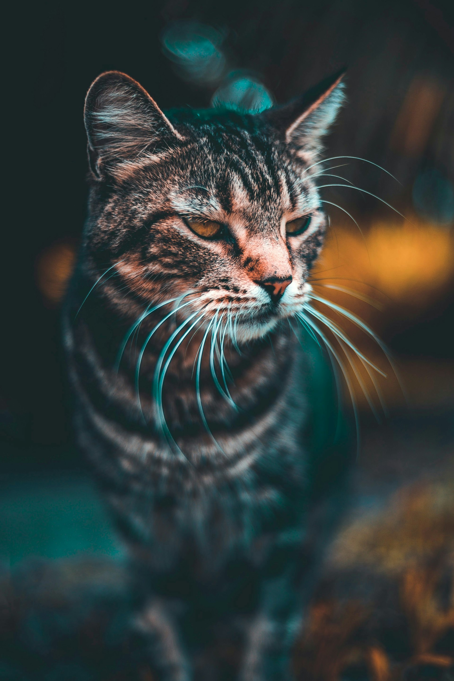 喵:你在說什麼?再說一次!(unsplash@alex-perez-P) 喵:你在說什麼?再說一次!(unsplash@alex-perez-P)