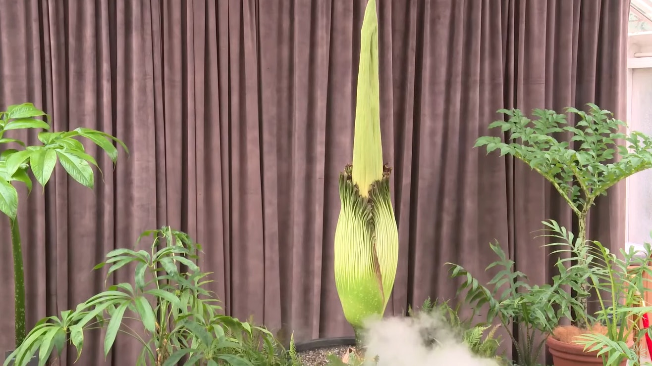 悉尼植物園「屍花」迎15年來首次盛開 園方為此開直播 | 有片 悉尼植物園「屍花」迎15年來首次盛開 園方為此開直播 | 有片
