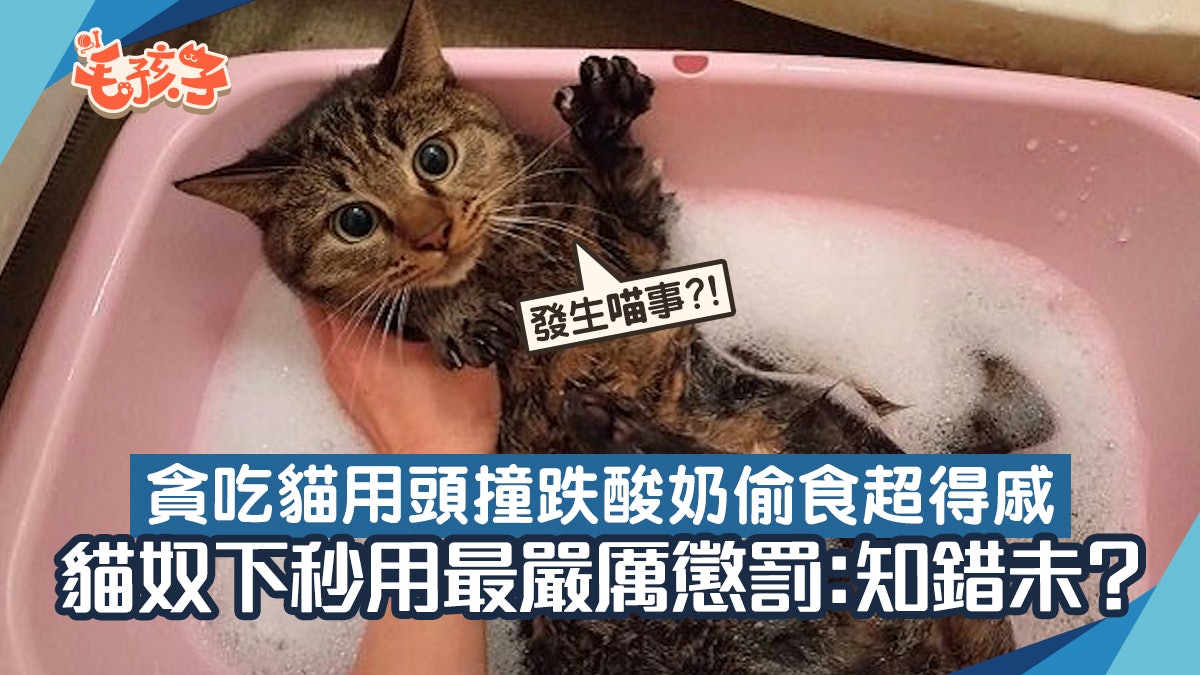 家中百厭貓打翻酸奶不認錯 貓奴決定用最嚴厲懲罰「洗澡攻擊」 家中百厭貓打翻酸奶不認錯 貓奴決定用最嚴厲懲罰「洗澡攻擊」