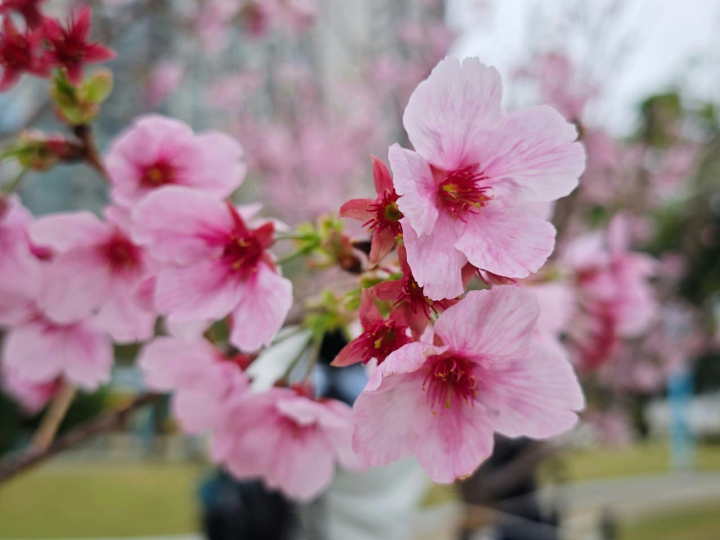 蛇年立春｜初六開工日迎冷鋒天文台料最低14度馬鞍山櫻花盛開