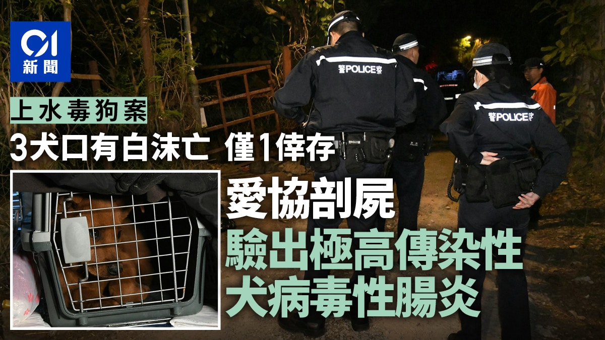 上水毒狗案｜3犬亡1倖存　愛協驗出極高傳染性犬病毒性腸炎