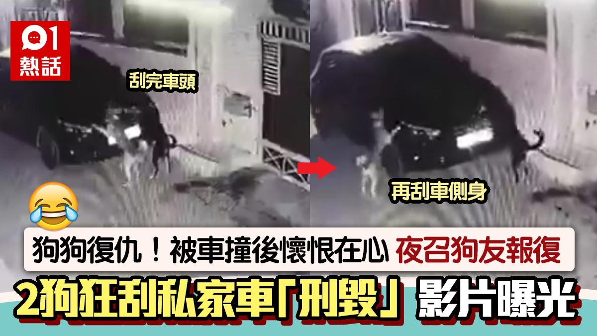 狗狗復仇記!牠被車撞即報復 深夜召「狗友」怒刮私家車片段瘋傳 狗狗復仇記!牠被車撞即報復 深夜召「狗友」怒刮私家車片段瘋傳