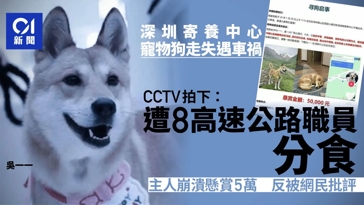 深圳寵物狗走失遇車禍 遭高速公路8名人員分食 主人懸賞5萬崩潰 深圳寵物狗走失遇車禍 遭高速公路8名人員分食 主人懸賞5萬崩潰