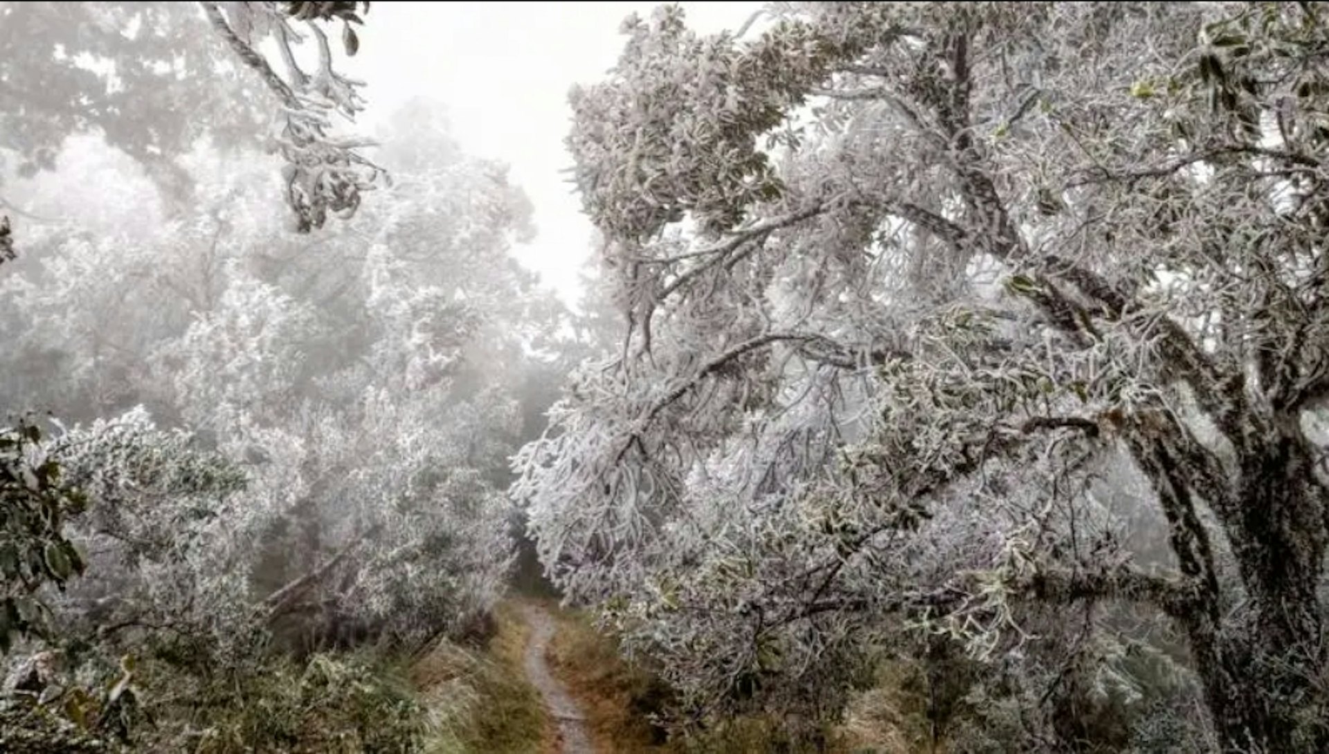 台湾宜兰县的太平山森林游乐区降下冰霰,园区一片白茫茫。 (联合报)