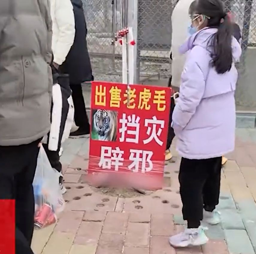 河南南陽野生動物園因被遊客發現售賣老虎毛，引發輿論關注。（上觀新聞）