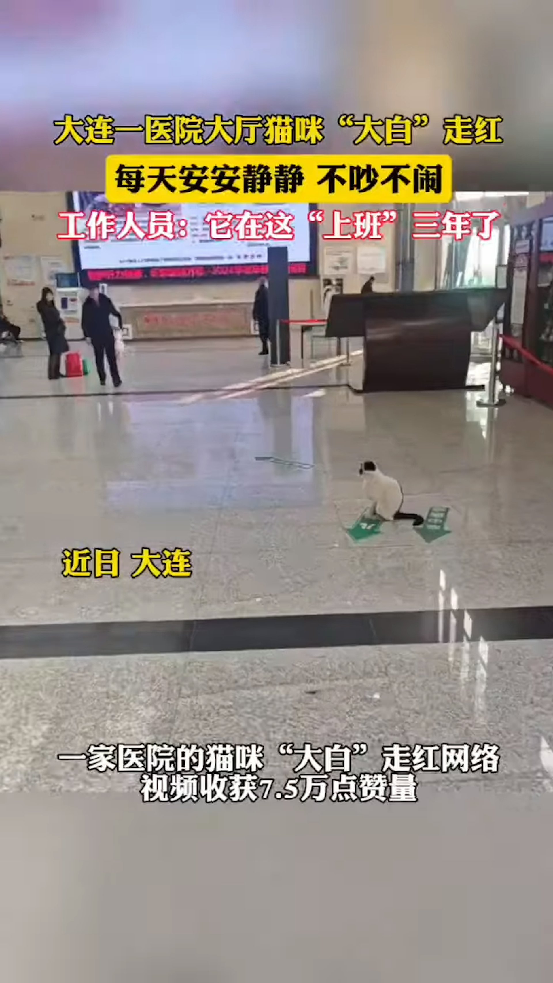 根據醫院表示,這隻浪白貓已經在醫院待了3年,大家都習慣牠的存在。(微博) 根據醫院表示,這隻浪白貓已經在醫院待了3年,大家都習慣牠的存在。(微博)