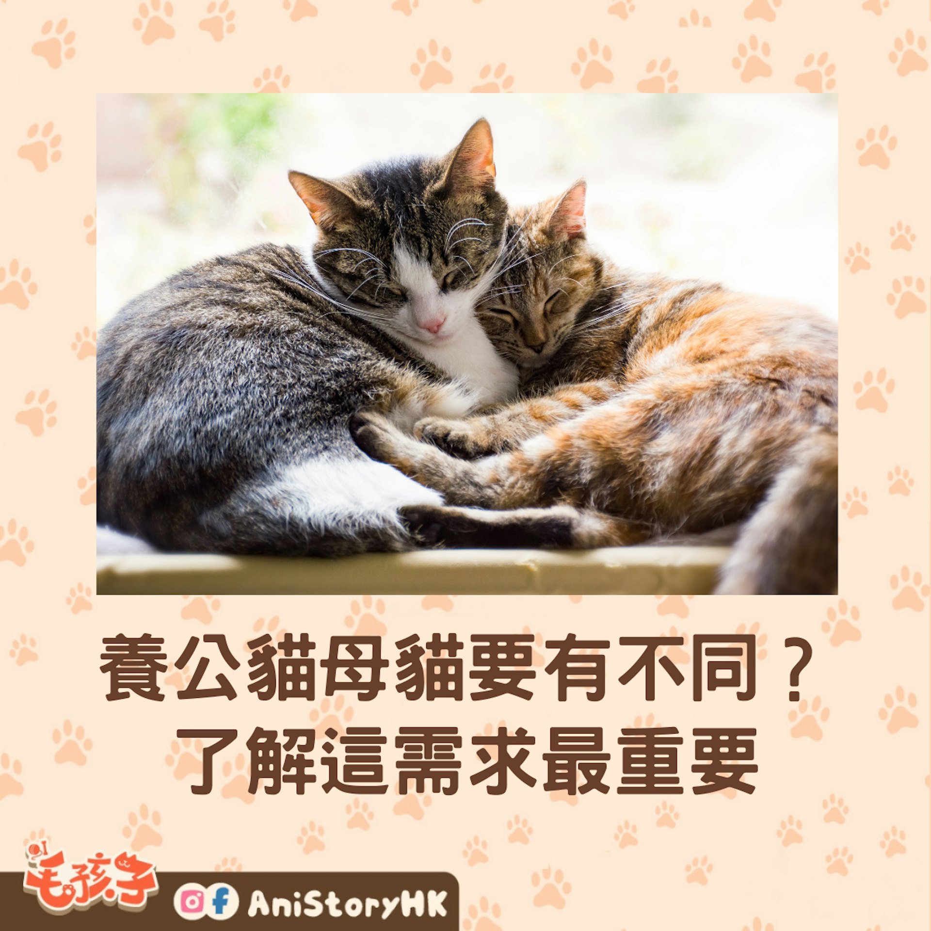 無論是貓仔或貓女,照顧牠們最重要是有耐心,了解每隻貓咪的所需。(01製圖) 無論是貓仔或貓女,照顧牠們最重要是有耐心,了解每隻貓咪的所需。(01製圖)