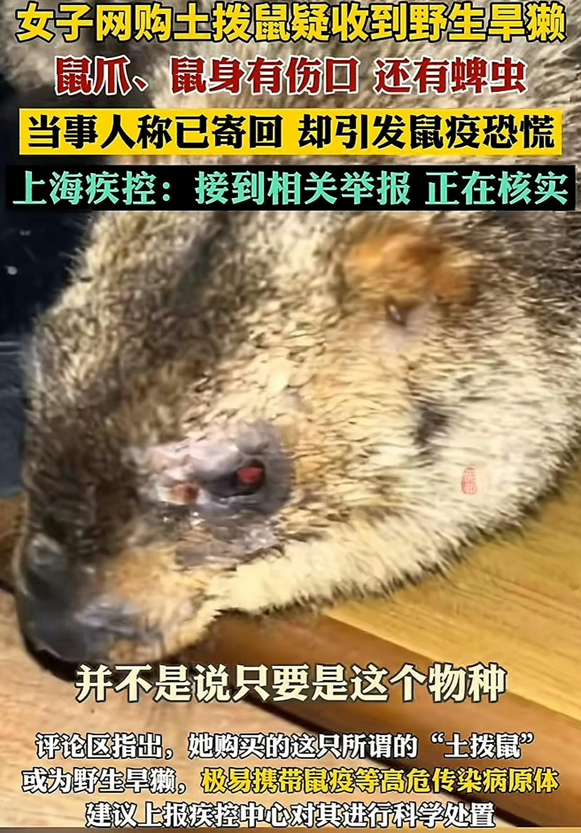 上海女看哪吒2後網購土撥鼠竟帶傷惹鼠疫傳播恐慌衛健委科普