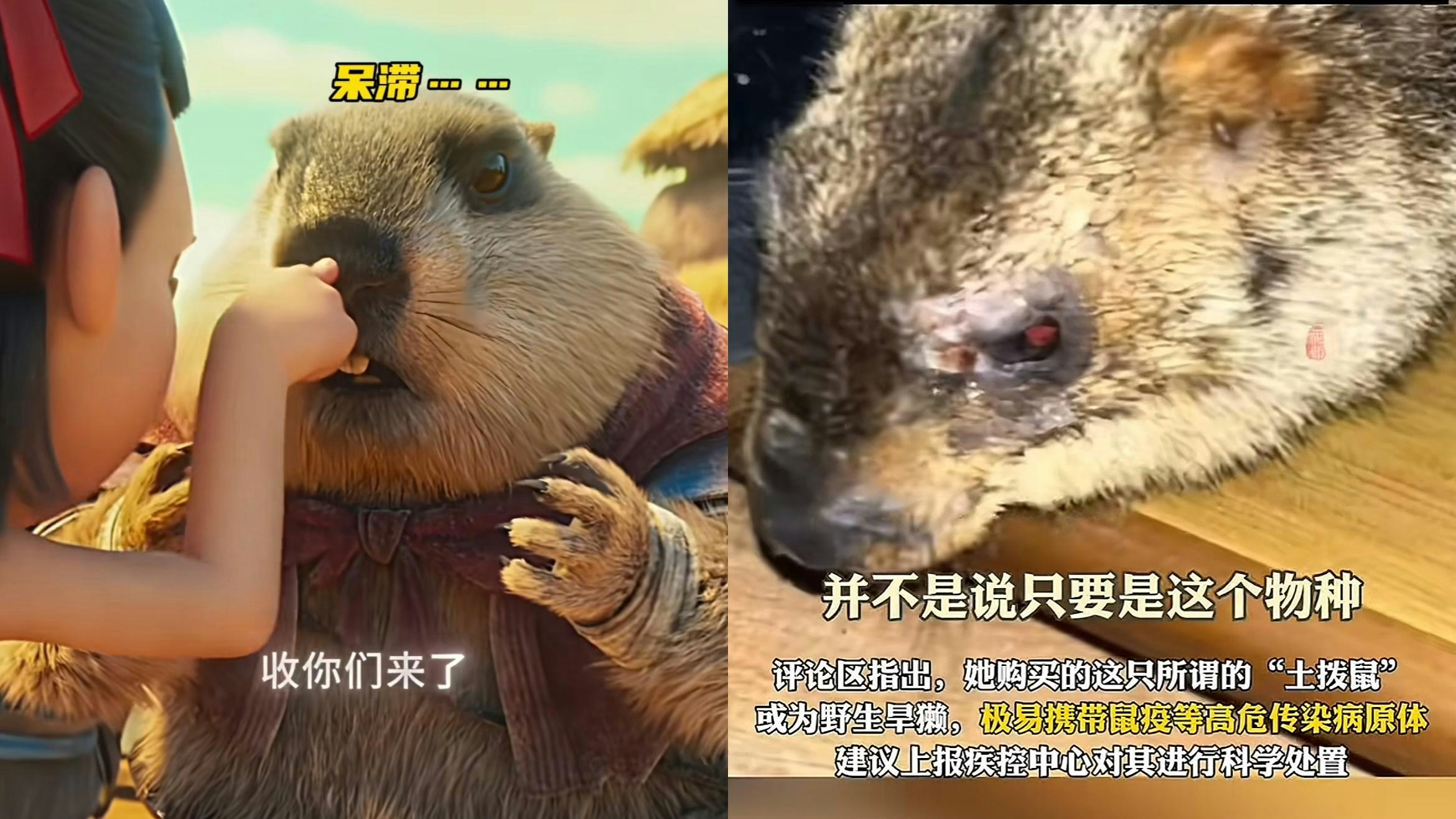 上海女看哪吒2後網購土撥鼠竟帶傷惹鼠疫傳播恐慌衛健委科普
