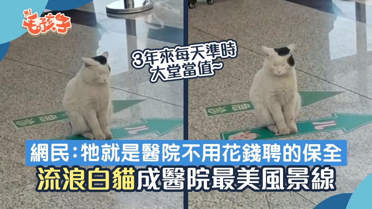 流浪白貓在醫院裏 經歷3個寒暑沒人驅趕 成為不動的最美風景線 流浪白貓在醫院裏 經歷3個寒暑沒人驅趕 成為不動的最美風景線