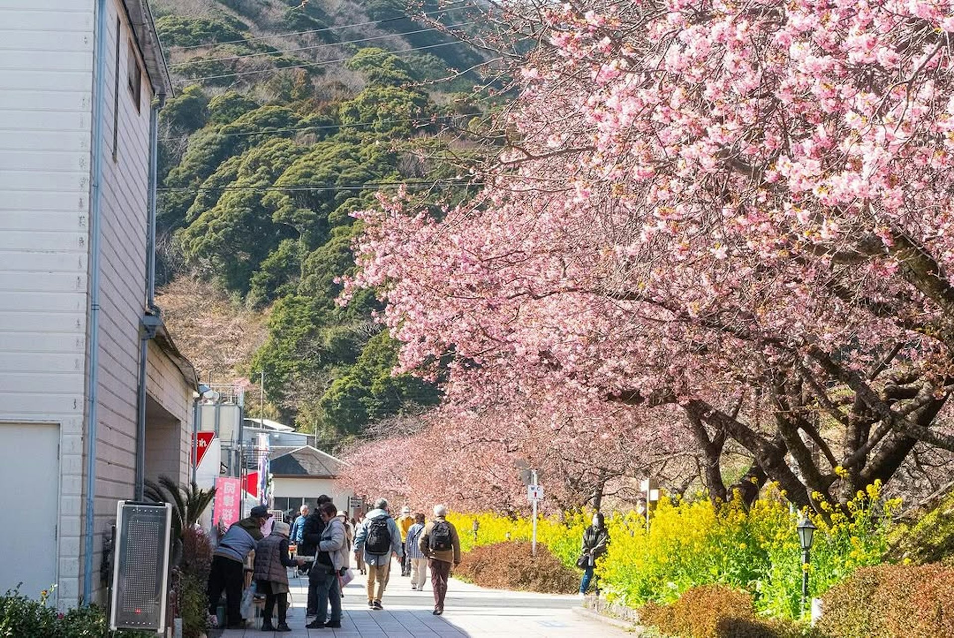 靜岡伊豆河津町 靜岡伊豆河津町