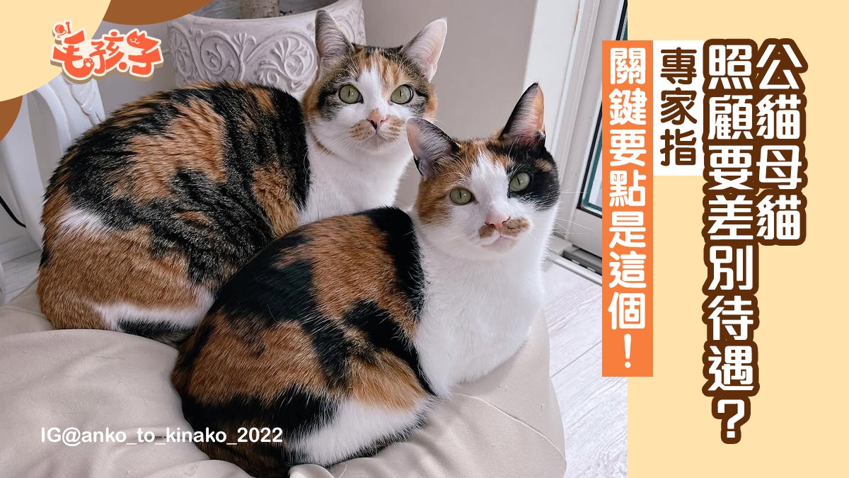 照顧公貓母貓需要有差別待遇?窮養兒富養女?專家指關鍵要點在這 照顧公貓母貓需要有差別待遇?窮養兒富養女?專家指關鍵要點在這