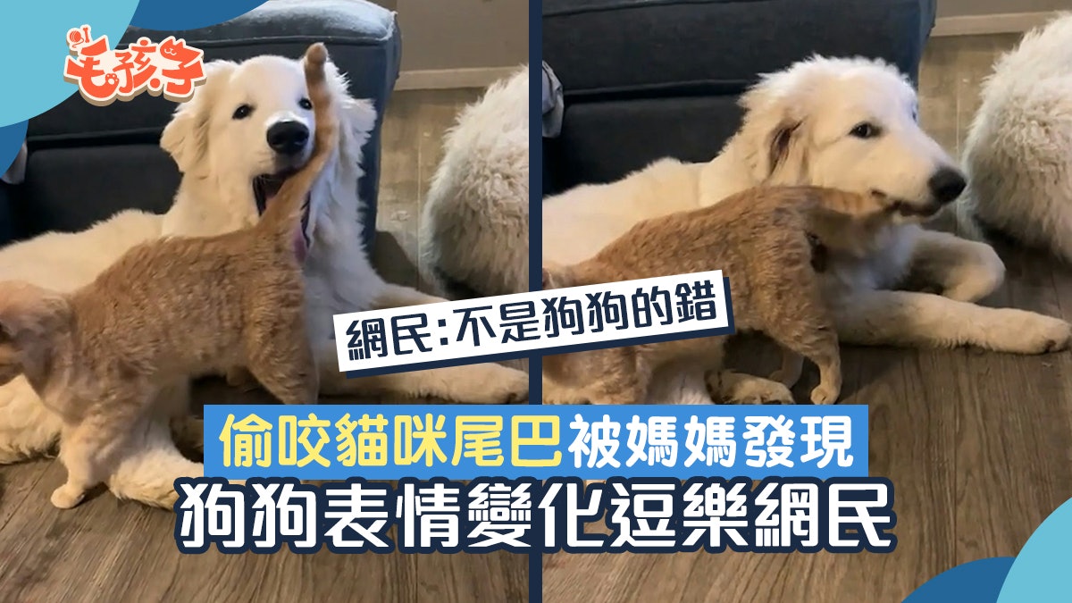 狗狗偷咬貓咪尾巴被媽媽發現 表情變化逗樂網民:不是狗狗的錯 狗狗偷咬貓咪尾巴被媽媽發現 表情變化逗樂網民:不是狗狗的錯