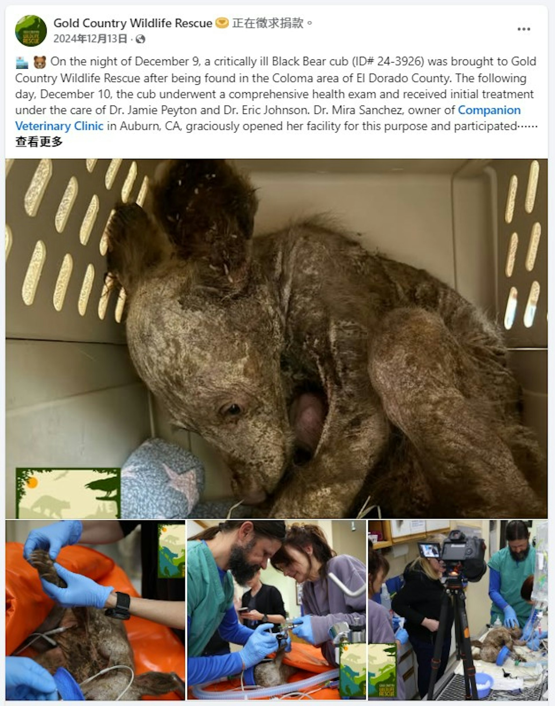 野生動物救援中心救起的流浪動物,究竟是什麼呢?(GCWR) 野生動物救援中心救起的流浪動物,究竟是什麼呢?(GCWR)