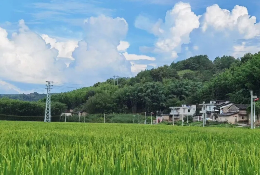 盛夏时节,黎颖钧位于贺江边的家中稻田(一条授权使用)