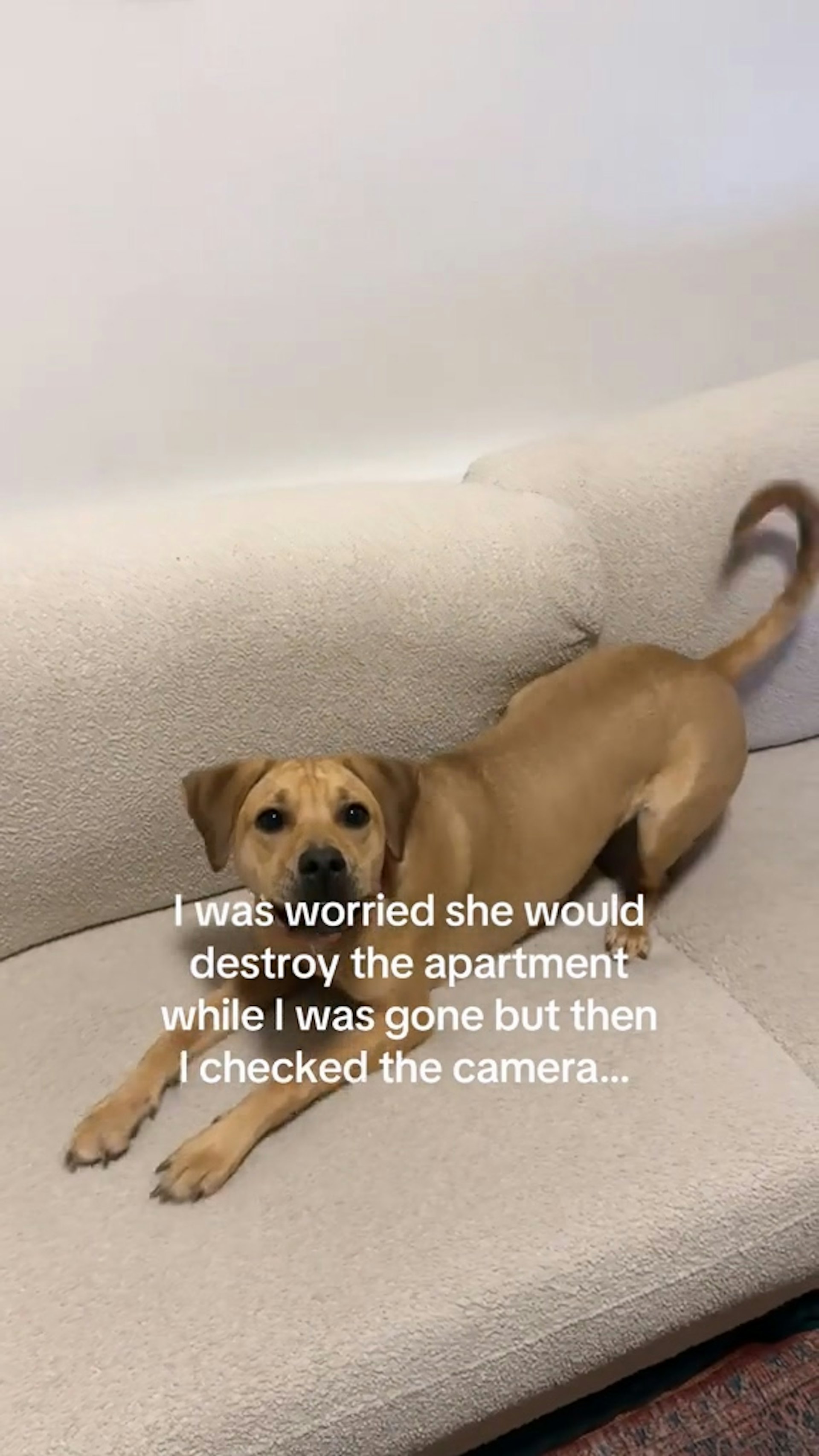 頑皮狗獨留在家會怎樣呢?(tiktok@leaandriola) 頑皮狗獨留在家會怎樣呢?(tiktok@leaandriola)