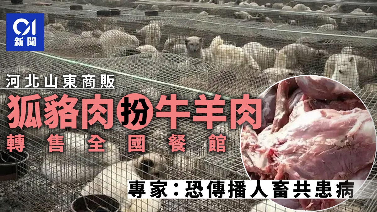 禁食用狐貉肉銷往多地餐廳 冒充牛羊兔狗肉 恐傳播人畜共患病 禁食用狐貉肉銷往多地餐廳 冒充牛羊兔狗肉 恐傳播人畜共患病