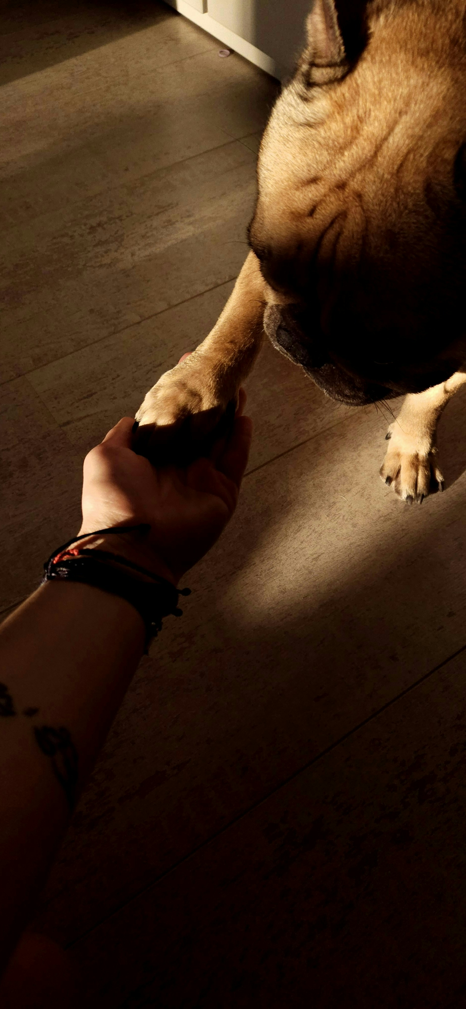 誰說狗狗要每一刻都聽你的指令！（unsplash@nataliia-vladimirova）